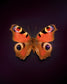 Peacock (Aglais Io)