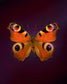 Peacock (Aglais io)