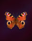 Peacock (Aglais Io)
