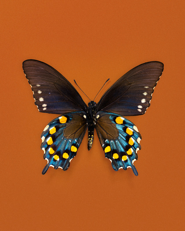 Pipevine (Battus Philenor)
