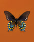 Pipevine (Battus Philenor)
