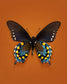 Pipevine (Battus philenor)