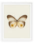Silky Owl (Taenaris Catops)