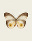 Silky Owl (Taenaris Catops)