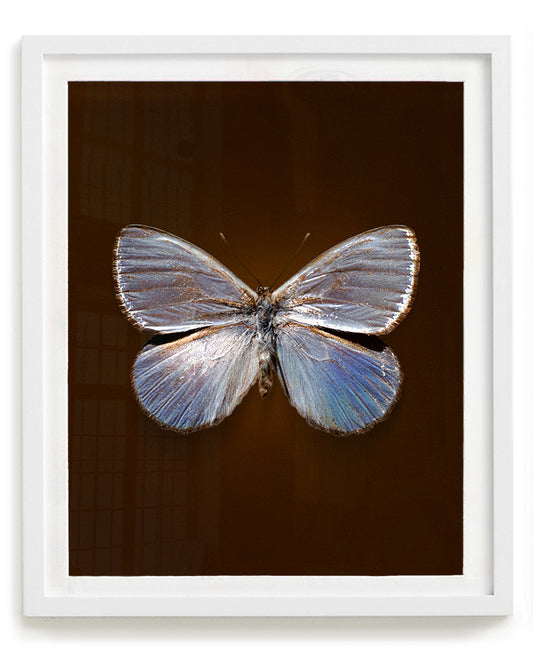 Silver Dark (Argyrophorus argenteus)
