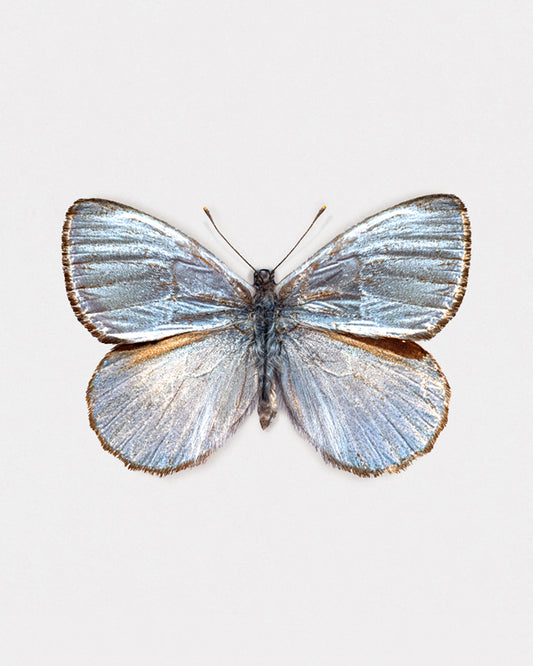 Silver Light (Argyrophorus argenteus)