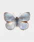 Silver Light (Argyrophorus argenteus)