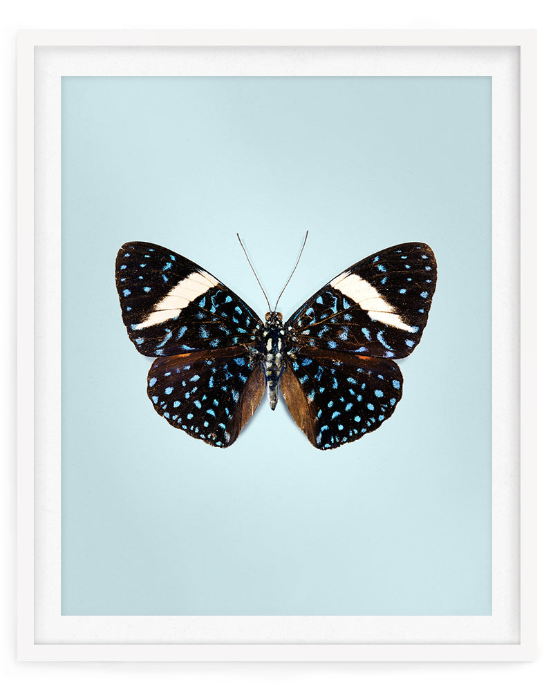 Starry Night (Hamadryas laodamia)