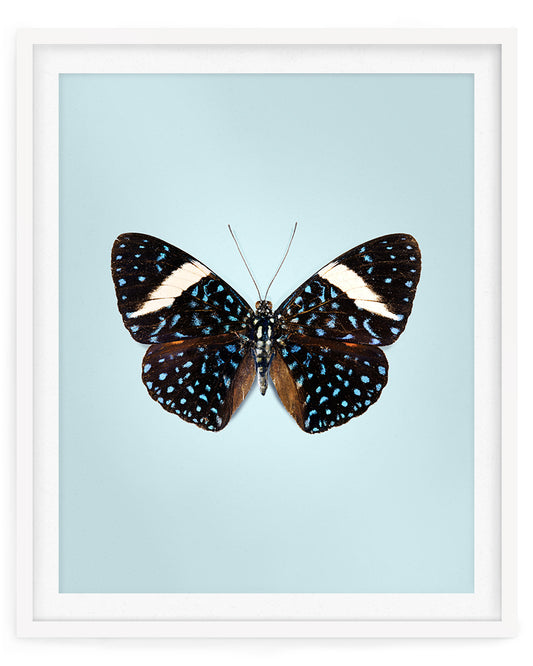 Starry Night (Hamadryas laodamia)