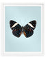 Starry Night (Hamadryas laodamia)