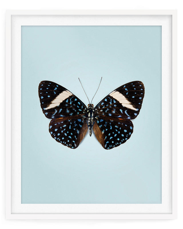 Starry Night (Hamadryas laodamia)