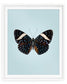 Starry Night (Hamadryas laodamia)