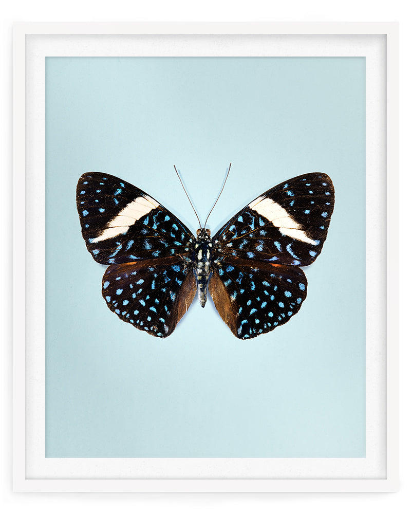 Starry Night (Hamadryas iaodamia)