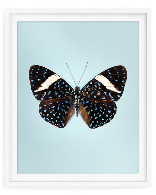 Starry Night (Hamadryas iaodamia)