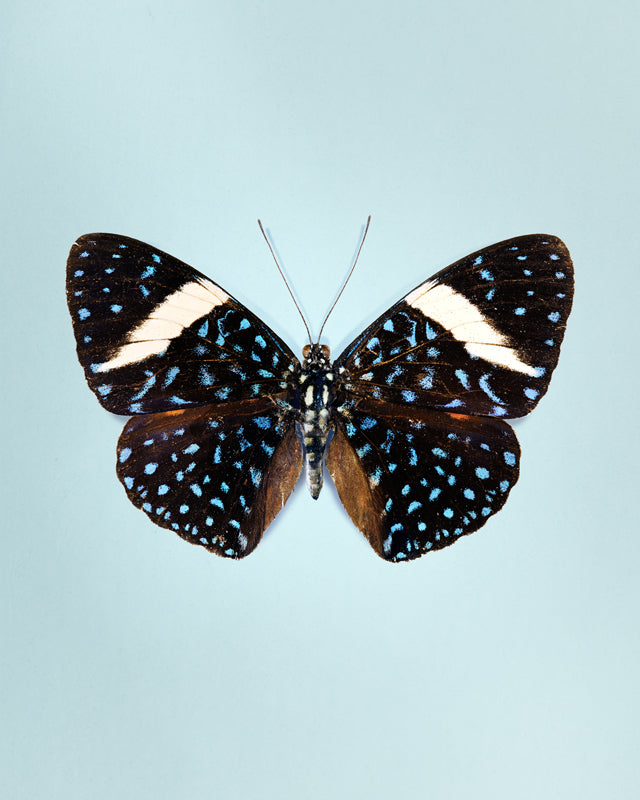 Starry Night (Hamadryas iaodamia)
