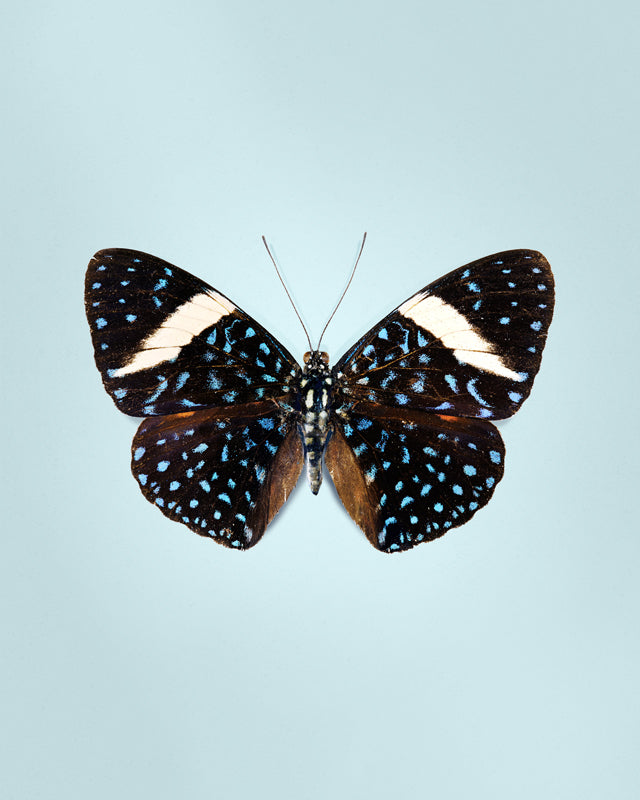 Starry Night (Hamadryas laodamia)