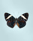 Starry Night (Hamadryas laodamia)