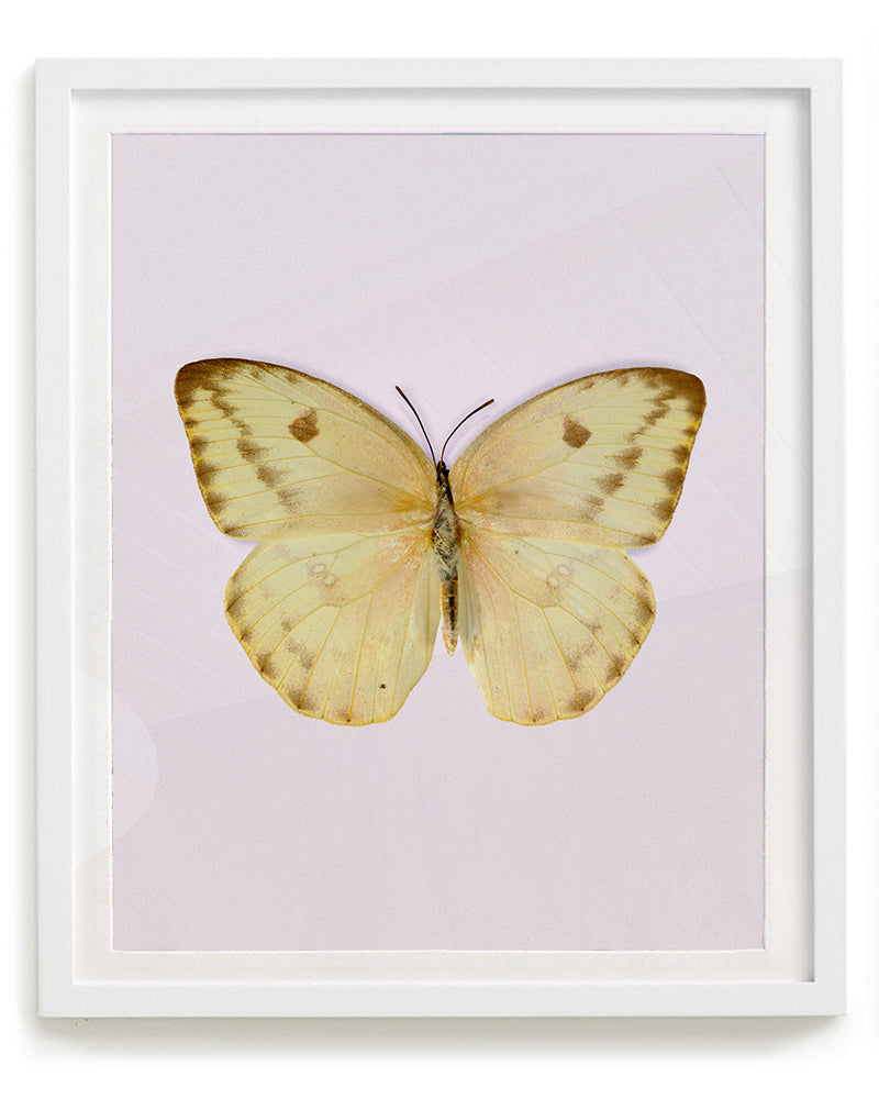 Sulphur (Phoebis agarithe)