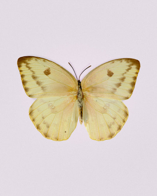 Sulphur (Phoebis agarithe)