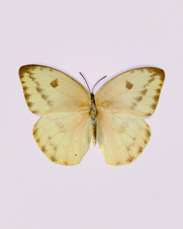 Sulphur (Phoebis agarithe)