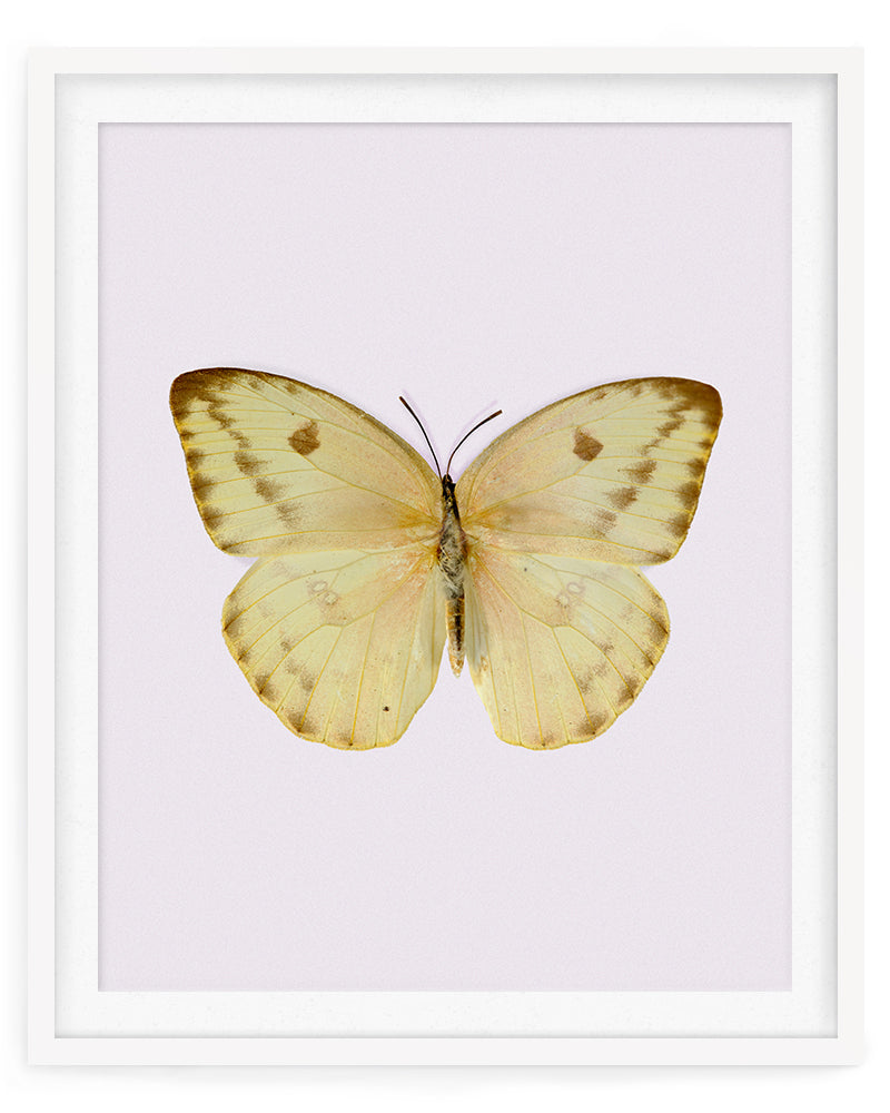 Sulphur (Phoebis Agarithe)