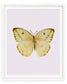 Sulphur (Phoebis Agarithe)