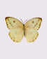 Sulphur (Phoebis Agarithe)