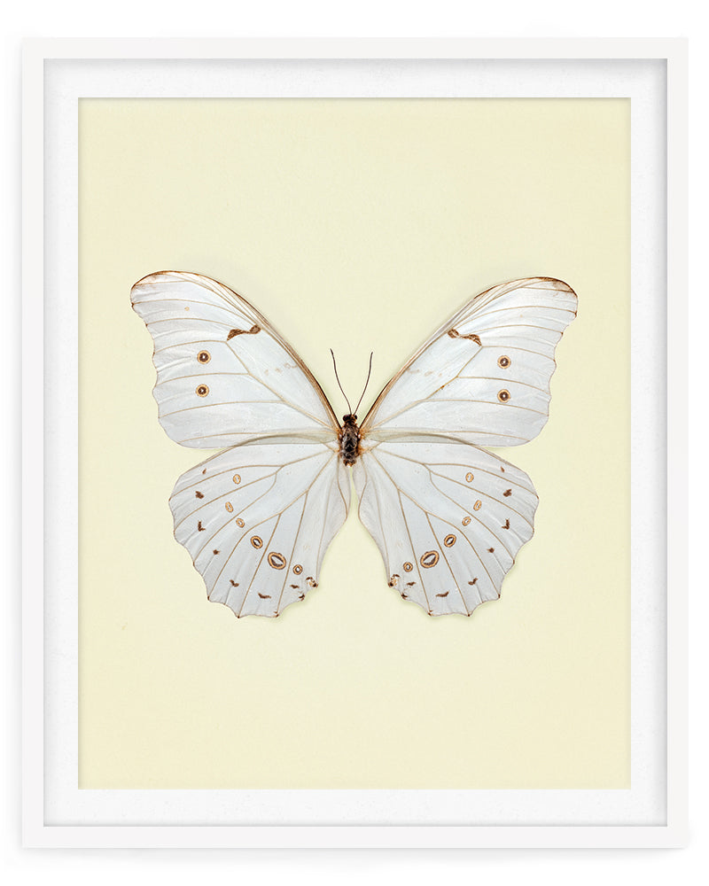 White Morpho (Morpho Polyphemus)