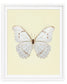 White Morpho (Morpho Polyphemus)