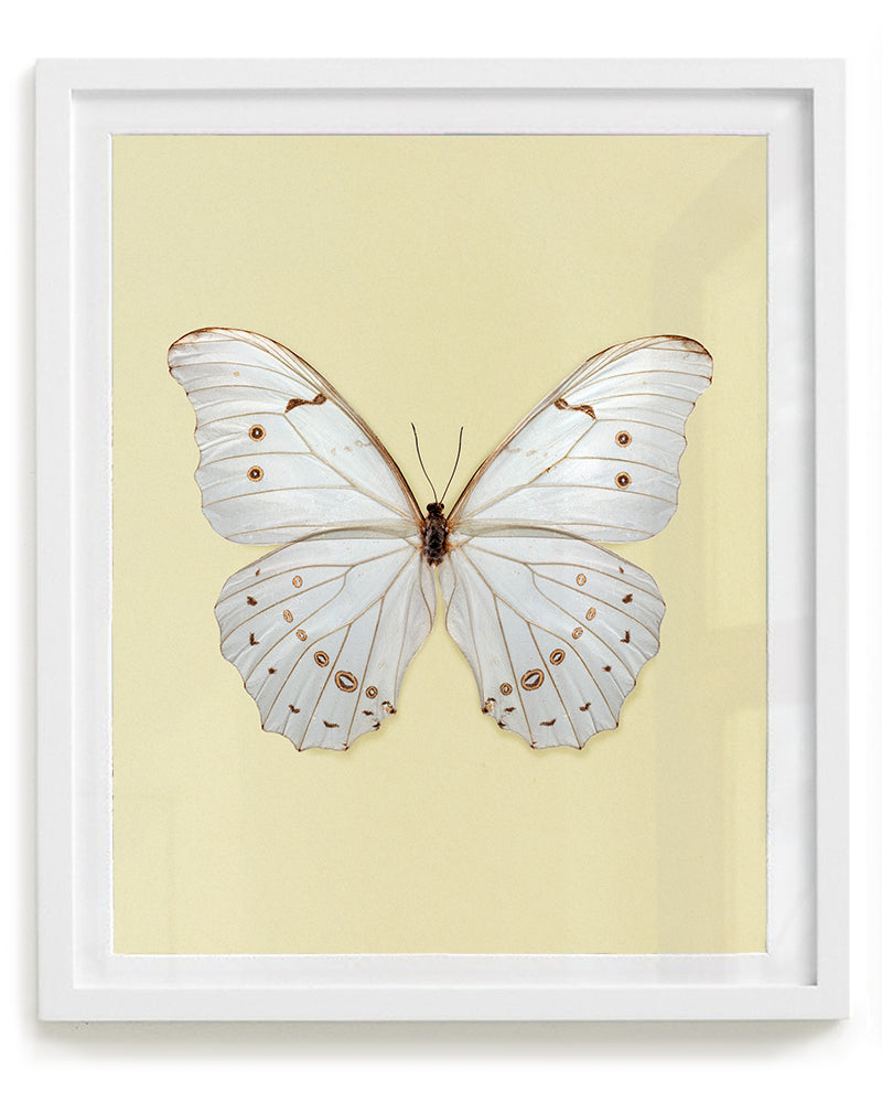 White Morpho (Morpho polyphemus)