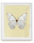 White Morpho (Morpho polyphemus)