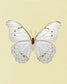 White Morpho (Morpho polyphemus)