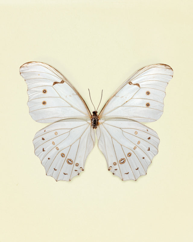White Morpho (Morpho Polyphemus)