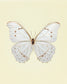White Morpho (Morpho Polyphemus)