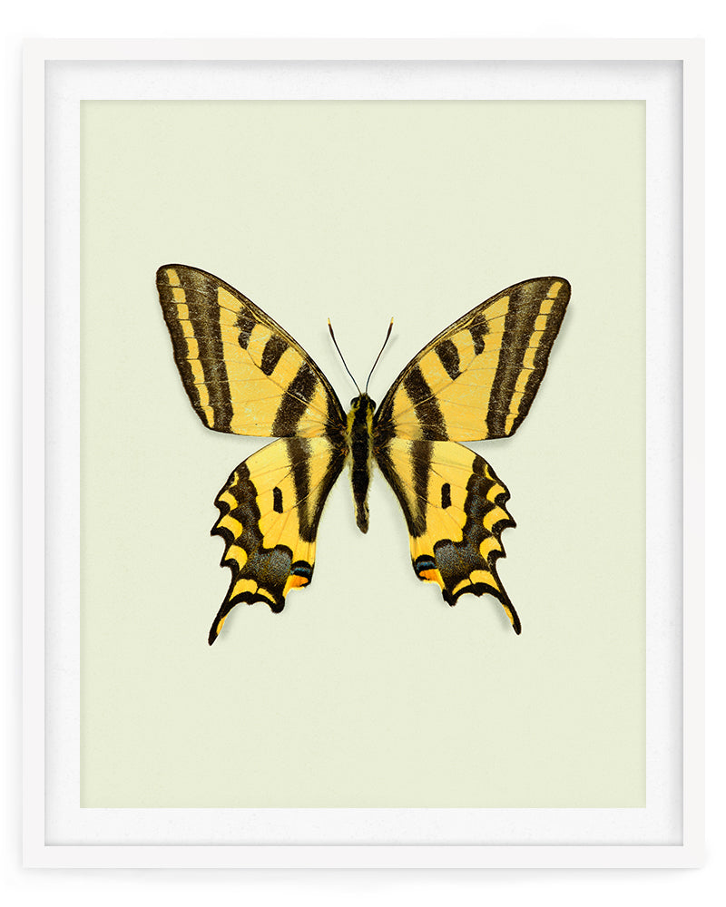 Yellowtail (Papilio Alexandor)