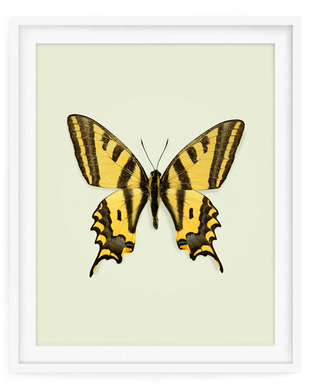 Yellowtail (Papilio Alexandor)