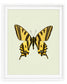 Yellowtail (Papilio Alexandor)