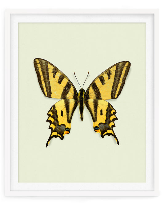 Yellowtail (Papilio alexandor)