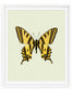 Yellowtail (Papilio Alexandor)
