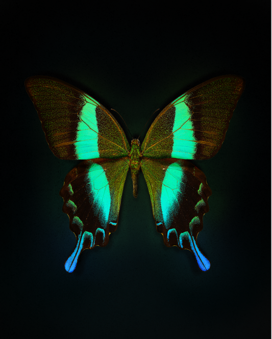 Blume's (Papilio blumei)