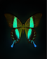 Blume's (Papilio blumei)