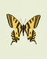Yellowtail (Papilio Alexandor)