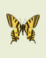 Yellowtail (Papilio Alexandor)