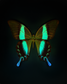 Blume's (Papilio Blumei)
