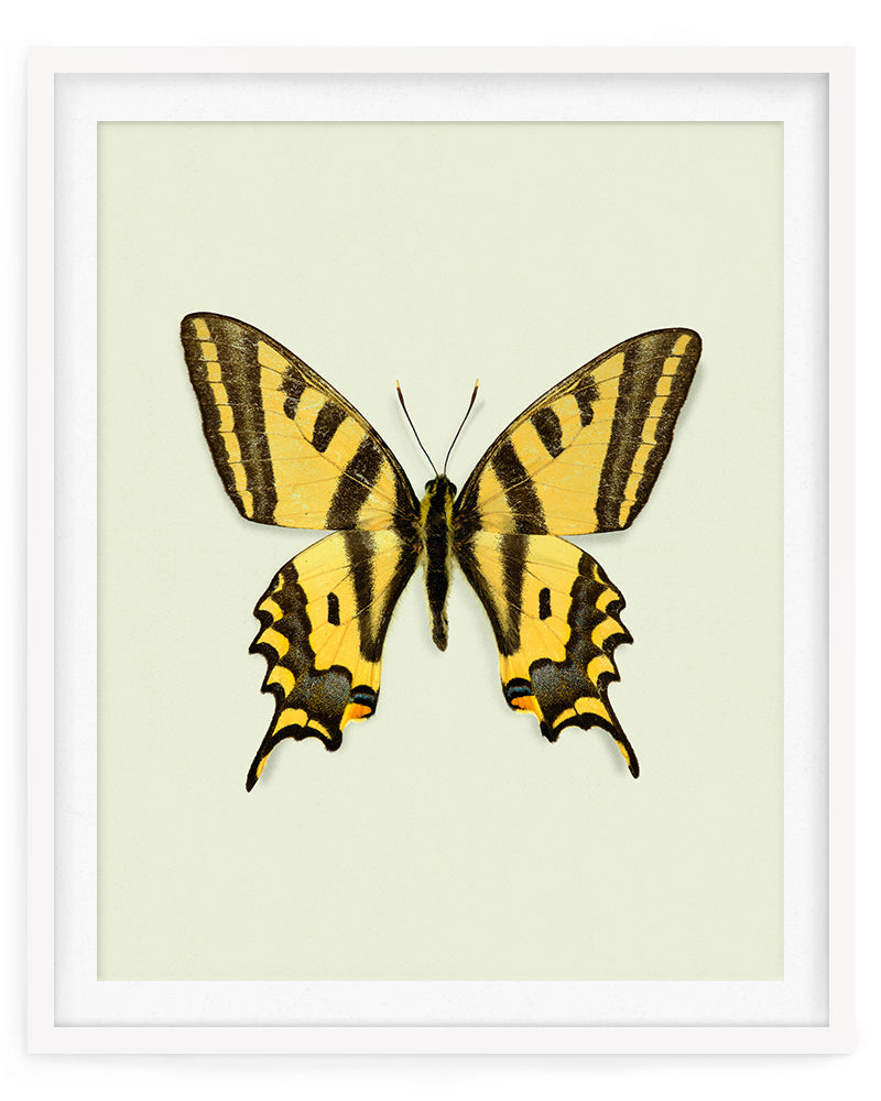 Yellowtail (Papilio alexanor)