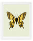 Yellowtail (Papilio alexanor)