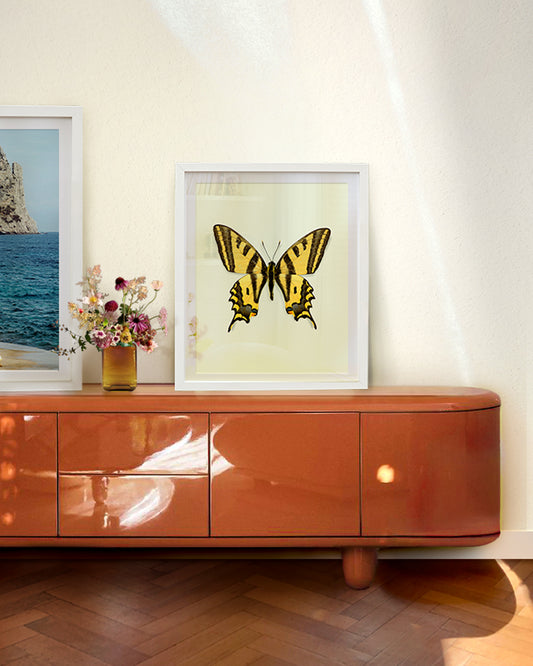 Yellowtail (Papilio alexanor)