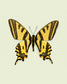 Yellowtail (Papilio alexanor)