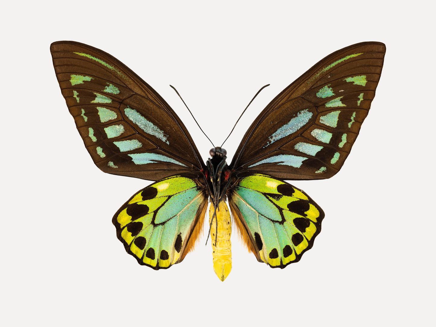 Birdswing (Ornithoptera Priamus)