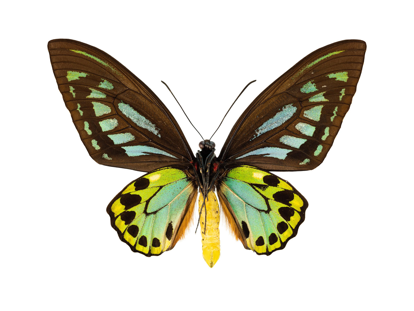 Birdswing (Ornithoptera Priamus)